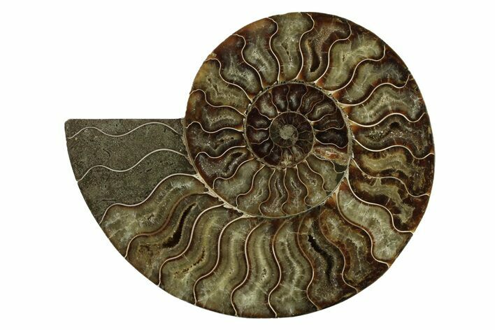 Cut & Polished Ammonite Fossil (Half) - Madagascar #341220